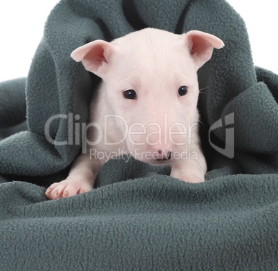 Bull terrier puppy under a blanket