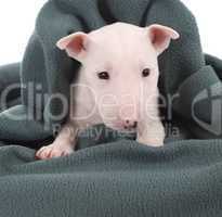 Bull terrier puppy under a blanket
