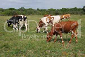 cows herd in a meadow in Sweden