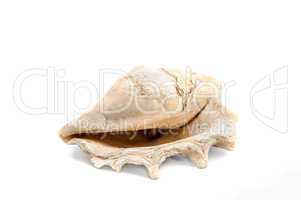 shell isolate on the white background