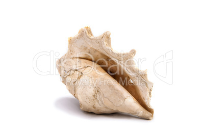 shell isolate on the white background