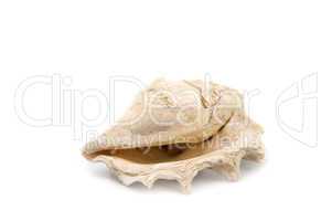 shell isolate on the white background