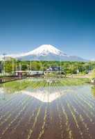 Rice Field With Mt Fuji