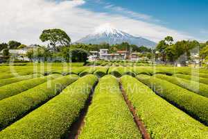 Green Tea Field With Mt Fuji