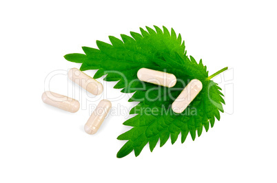 Capsules beige on two leaf nettle