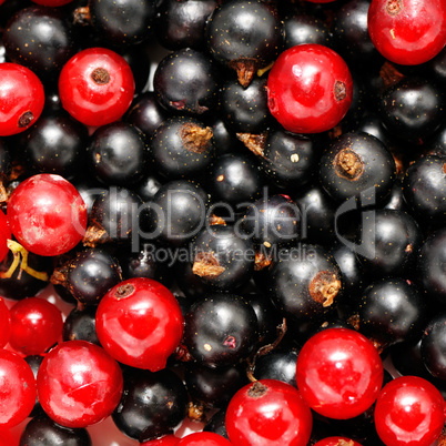 red currant and  blackcurrant