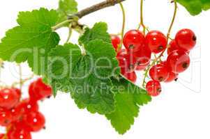 red currant