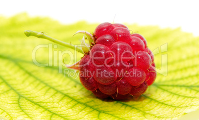 raspberry