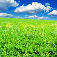 meadow