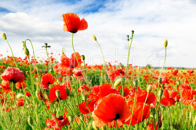 red poppies