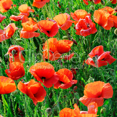 poppies