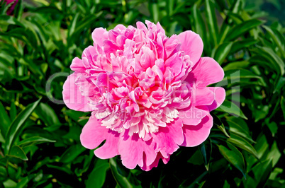 Peony pink in the garden