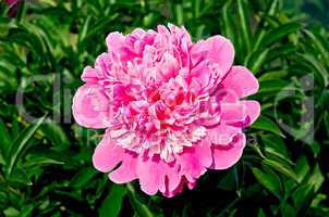 Peony pink in the garden
