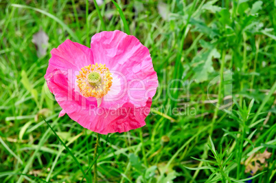 Poppy pink on the lawn