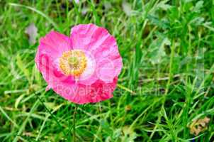 Poppy pink on the lawn