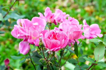 Rose pink bush