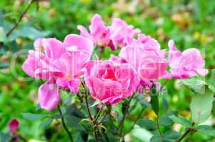 Rose pink bush