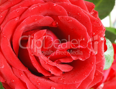 Red rose petals