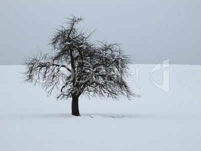 Tree In The Winter