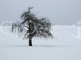 Tree In The Winter