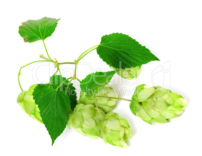 Branch of blossoming hop