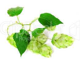 Branch of blossoming hop