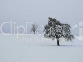 Trees In The Snow