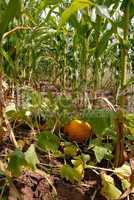 Growing pumpkin in corn
