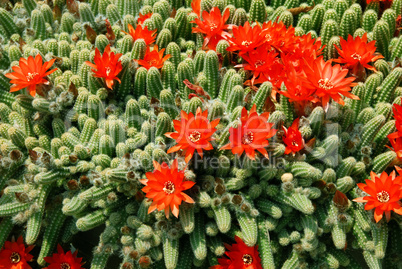 Cactus red flowers