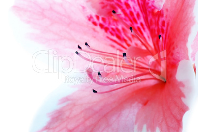 Pink Azalea flower