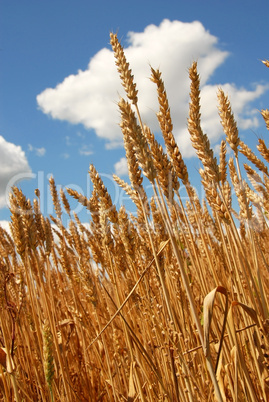 Wheat field