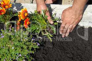 Planting flowers