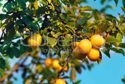 Yellow plums