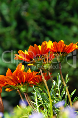 Orange flowers over green