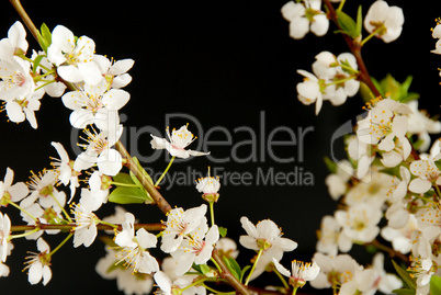 Spring blossom frame