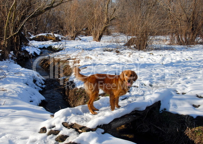 Dog on snowy bridge