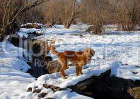 Dog on snowy bridge