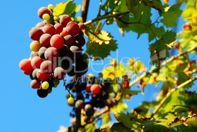 Grapes cluster over blue sky