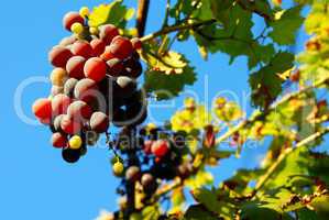 Grapes cluster over blue sky