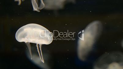 Jellyfish, Aurelia aurita