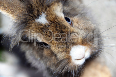 Rabbit