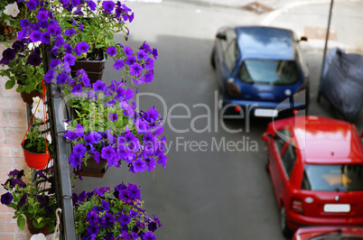 Petunias on balcony