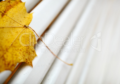 Yellow maple leaf on the bench.