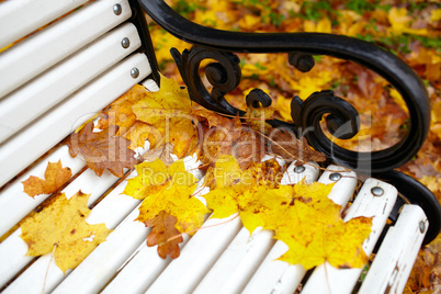 Yellow maple leaf on the bench.