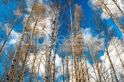 Birch trees against the blue sky.