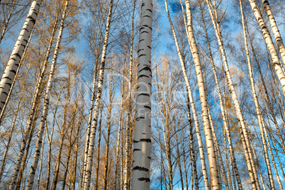 Birch trees background.