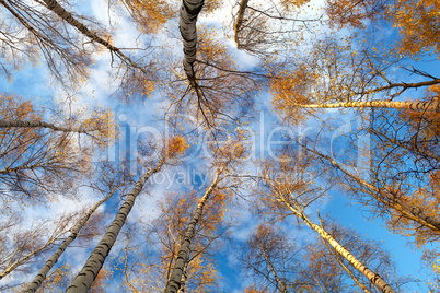 Birch trees. Low angle.