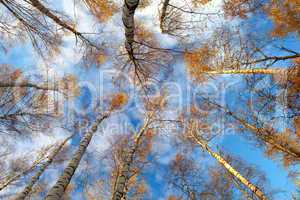 Birch trees. Low angle.