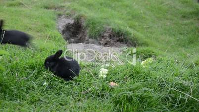 Cute rabbits sitting on grass and eating