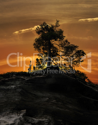 Tree On A Rocky Cliff